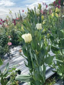 Lisianthus, Solo Pure White Packet