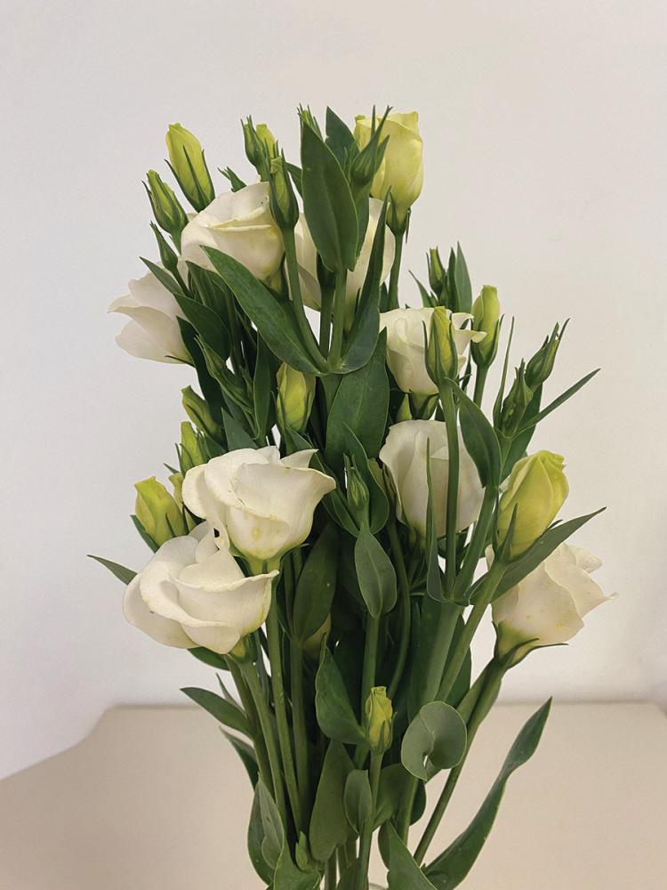 Lisianthus, Solo Pure White Packet