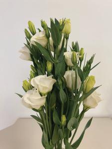 Lisianthus, Solo Pure White Packet