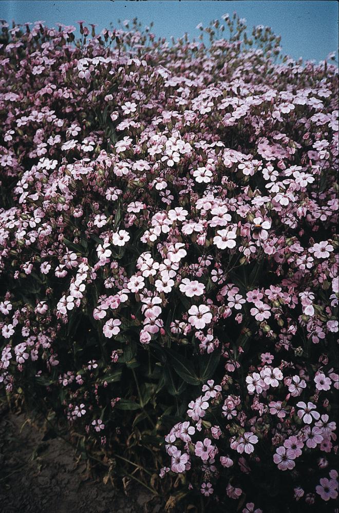 Saponaria, Pink Beauty Packet