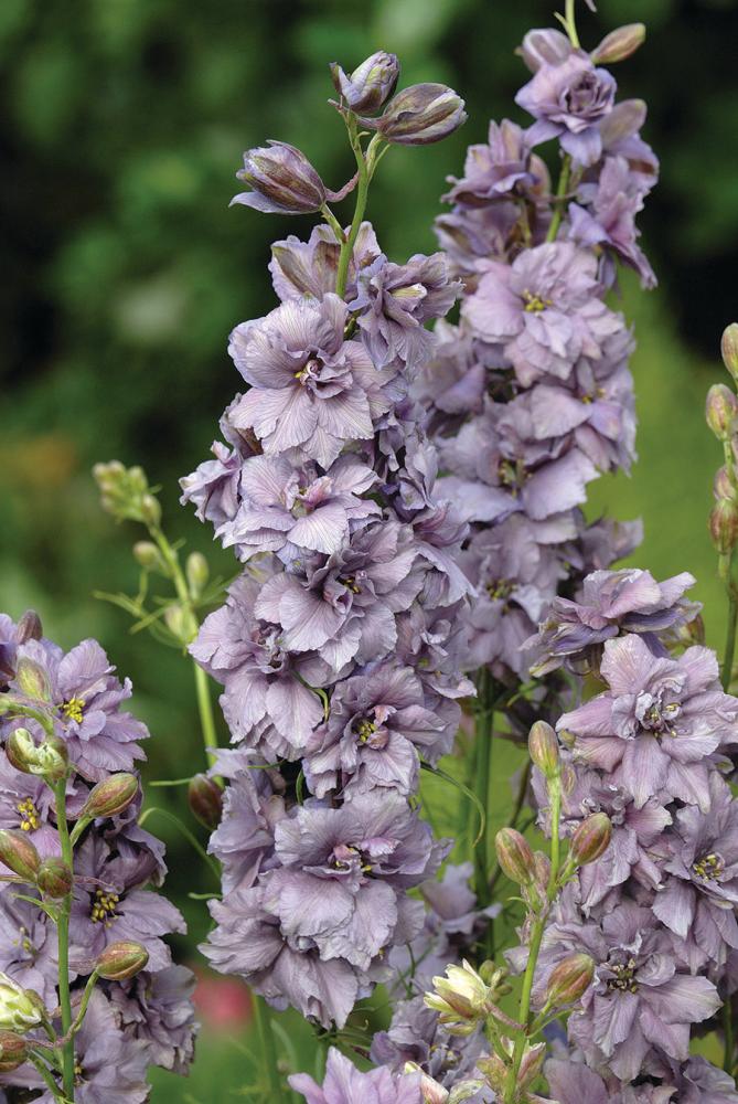Larkspur, Misty Lavender Packet