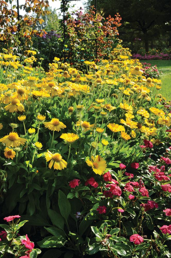 Gaillardia, Mesa Yellow Packet