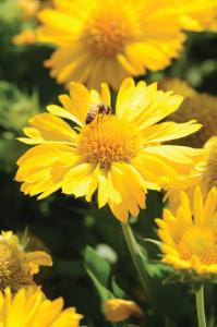Gaillardia, Mesa Yellow Packet