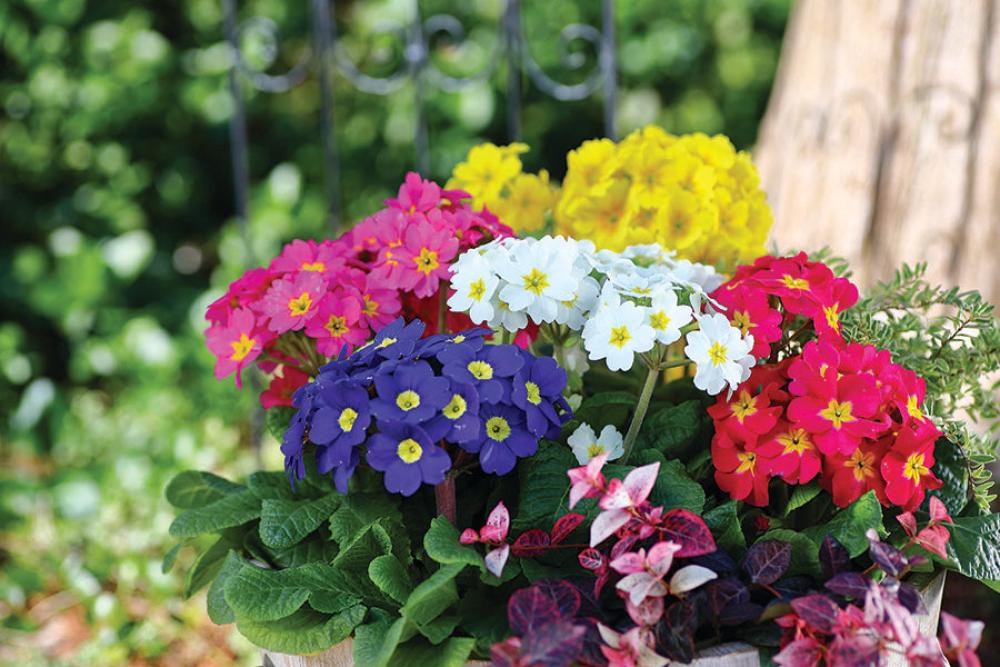 Primula, Lighthouse Mix Packet