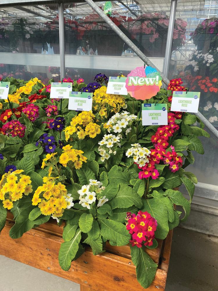 Primula, Lighthouse Mix Packet