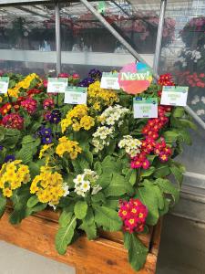 Primula, Lighthouse Mix Packet