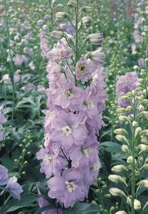 Delphinium, Lavender Guinevere Packet