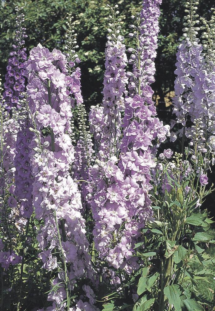 Delphinium, Lavender Guinevere Packet