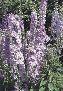 Delphinium, Lavender Guinevere Packet