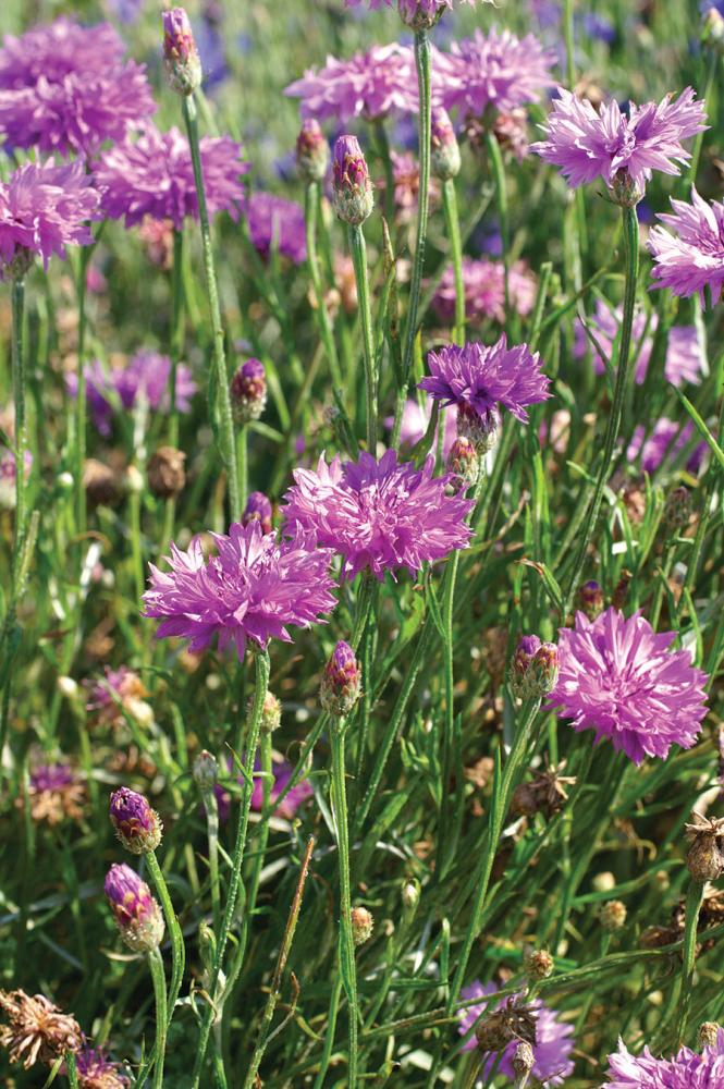 Centaurea, Lady Mauve Packet