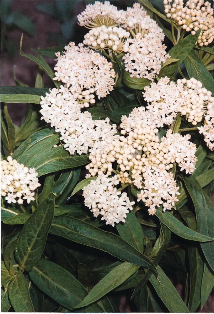 Asclepias, Ice Ballet Packet