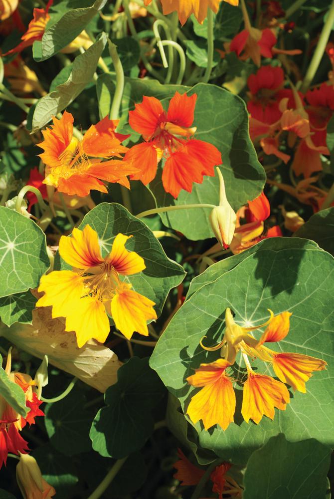 Nasturtium, Honolulu Mix Packet