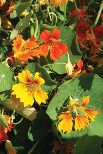 Nasturtium, Honolulu Mix Packet