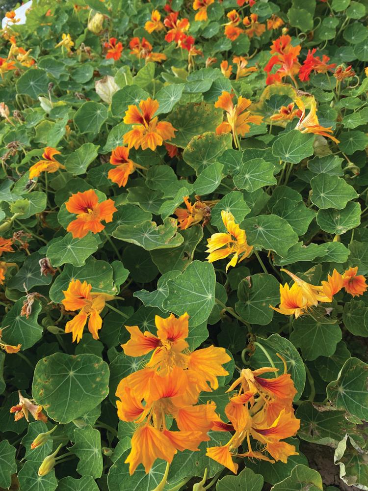 Nasturtium, Honolulu Mix Packet