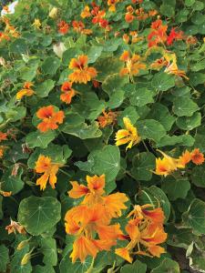 Nasturtium, Honolulu Mix Packet