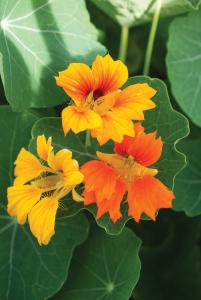 Nasturtium, Honolulu Mix Packet