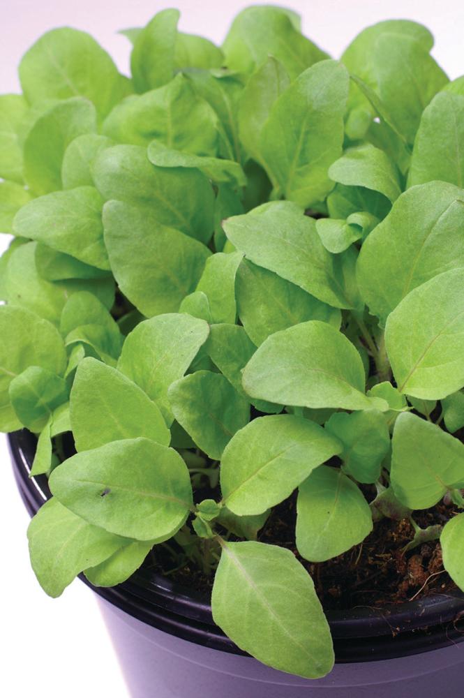 Basil, Holy Green Packet