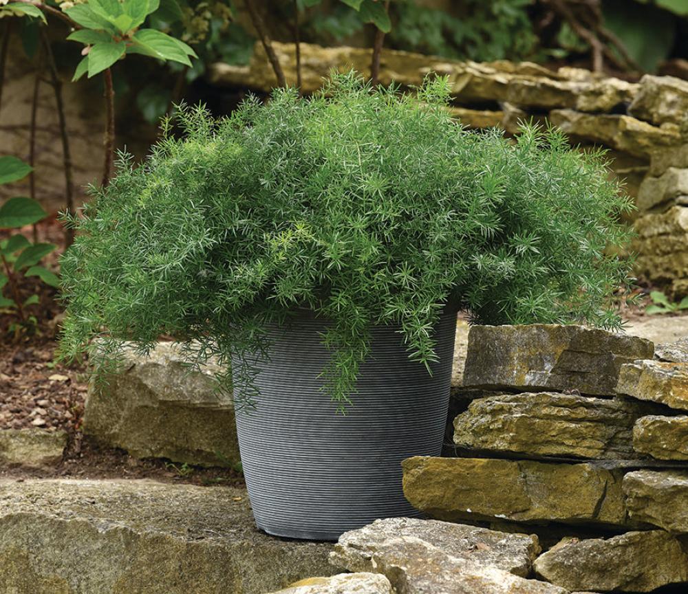 Asparagus Fern, Fuzzy Fern Frizz Packet