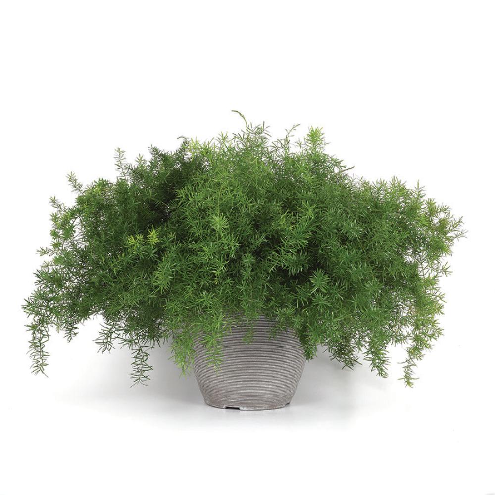 Asparagus Fern, Fuzzy Fern Frizz Packet