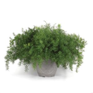 Asparagus Fern, Fuzzy Fern Frizz Packet