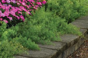 Asparagus Fern, Fuzzy Fern Frizz Packet