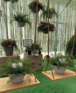 Asparagus Fern, Fuzzy Fern Frizz Packet