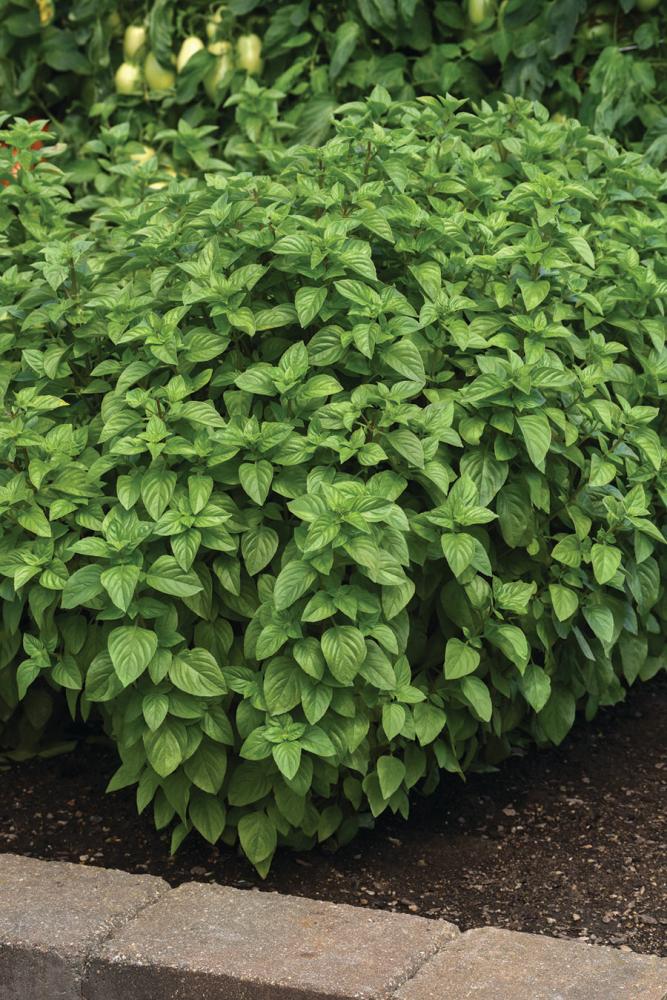 Basil, Everleaf Lemon Packet