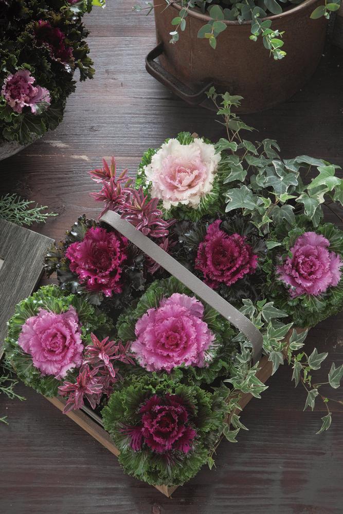 Flowering Kale, Crystal Mix Packet