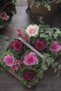 Flowering Kale, Crystal Mix Packet