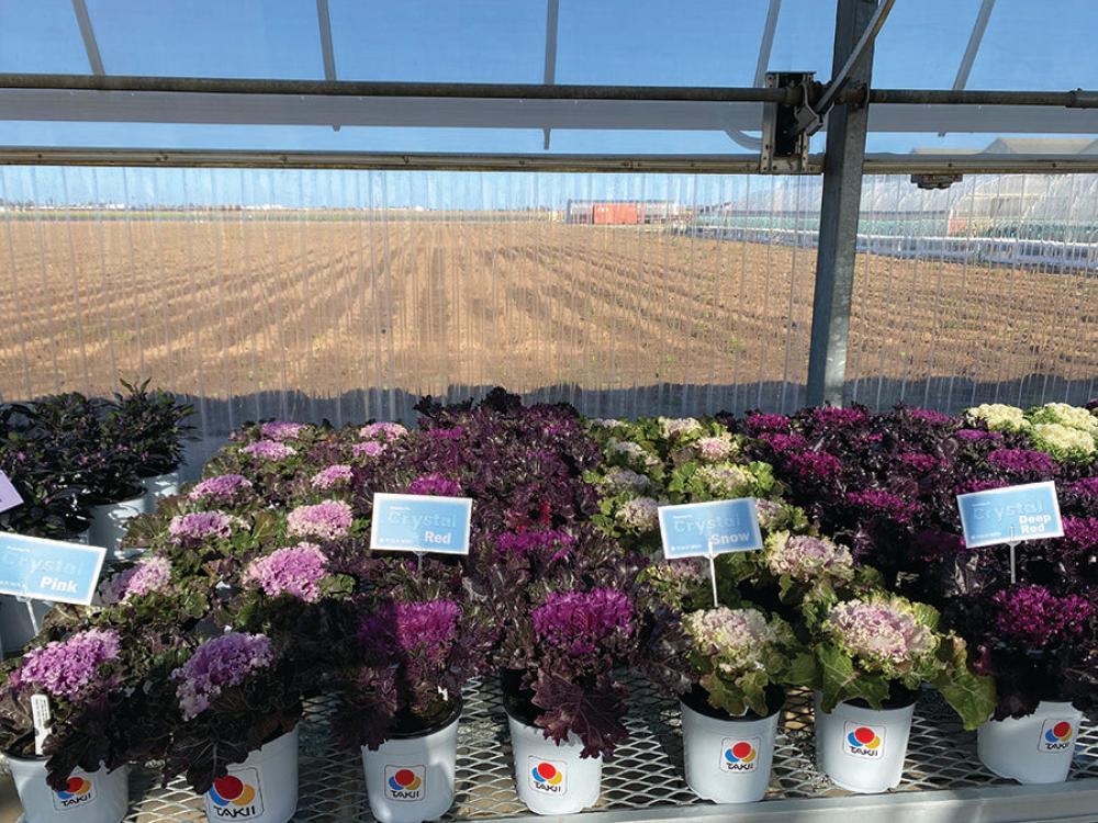 Flowering Kale, Crystal Mix Packet
