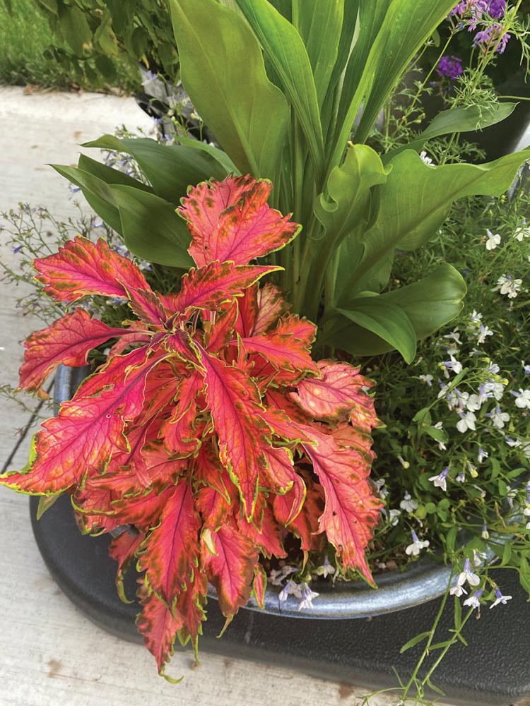 Coleus, Coral Candy Packet