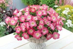 Petunia, Cherry Morn Packet