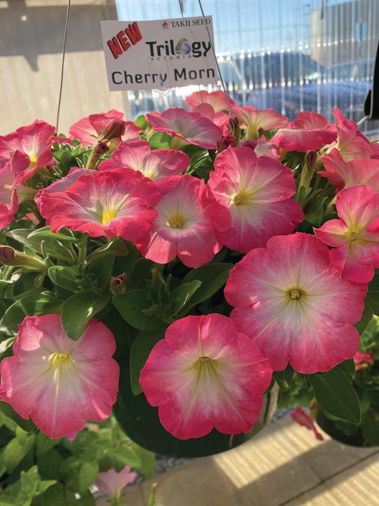 Petunia, Cherry Morn Packet