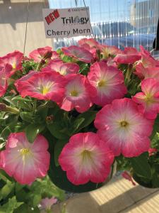 Petunia, Cherry Morn Packet