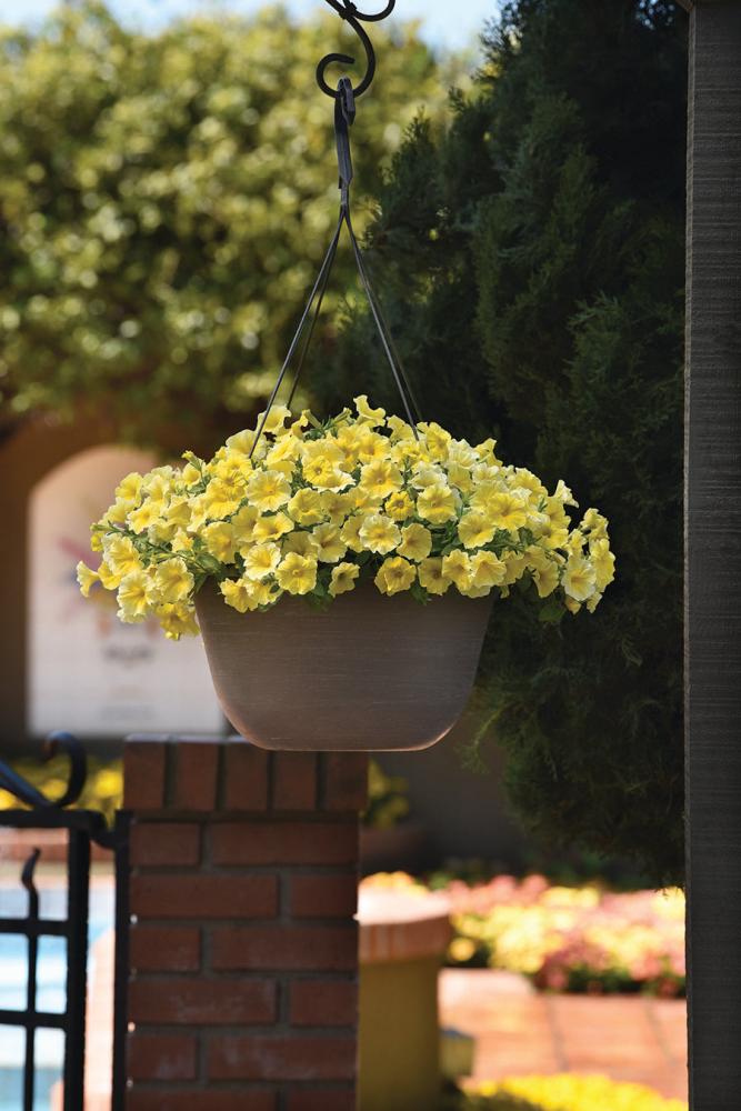 Petchoa, Calliburst Yellow Packet