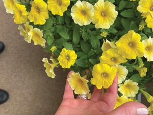 Petchoa, Calliburst Yellow Packet