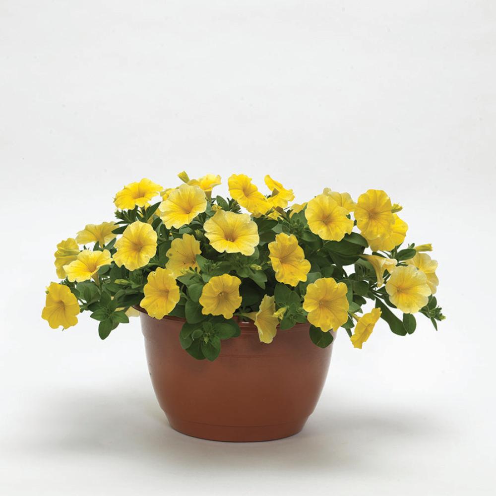 Petchoa, Calliburst Yellow Packet
