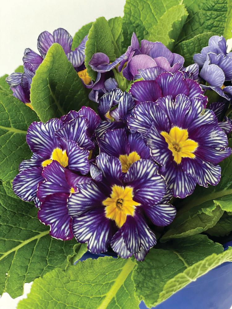 Primula, Bonneli Sailing Packet