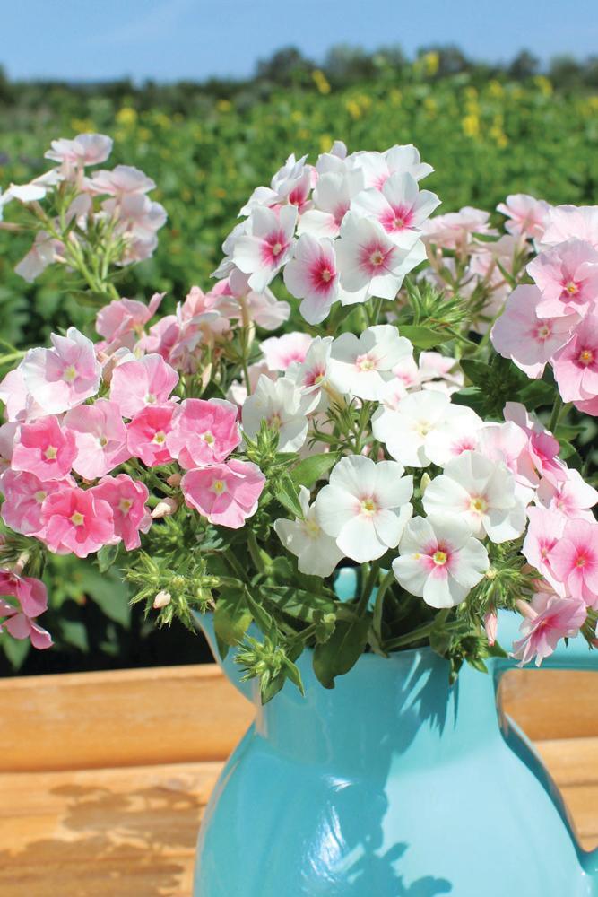 Phlox,  Blushing Bride Packet