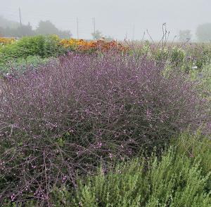 Verbena, Bampton Packet