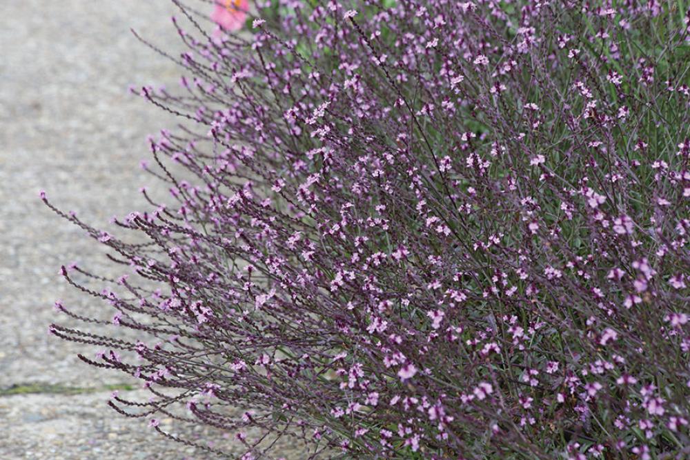 Verbena, Bampton Packet