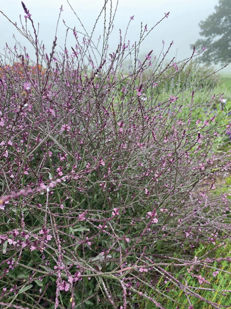 Verbena, Bampton Packet
