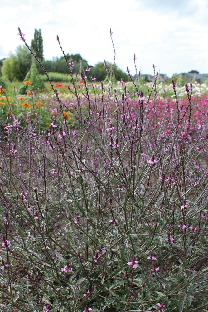 Verbena, Bampton Packet