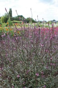 Verbena, Bampton Packet