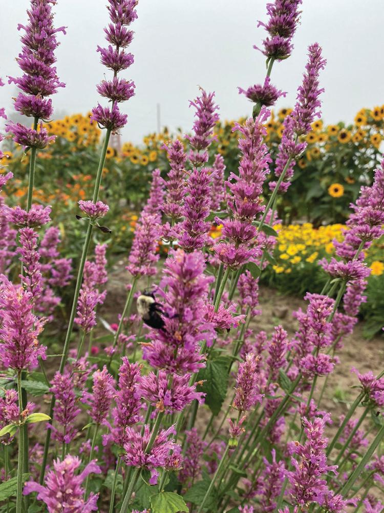 Agastache, Arcado Pink Packet
