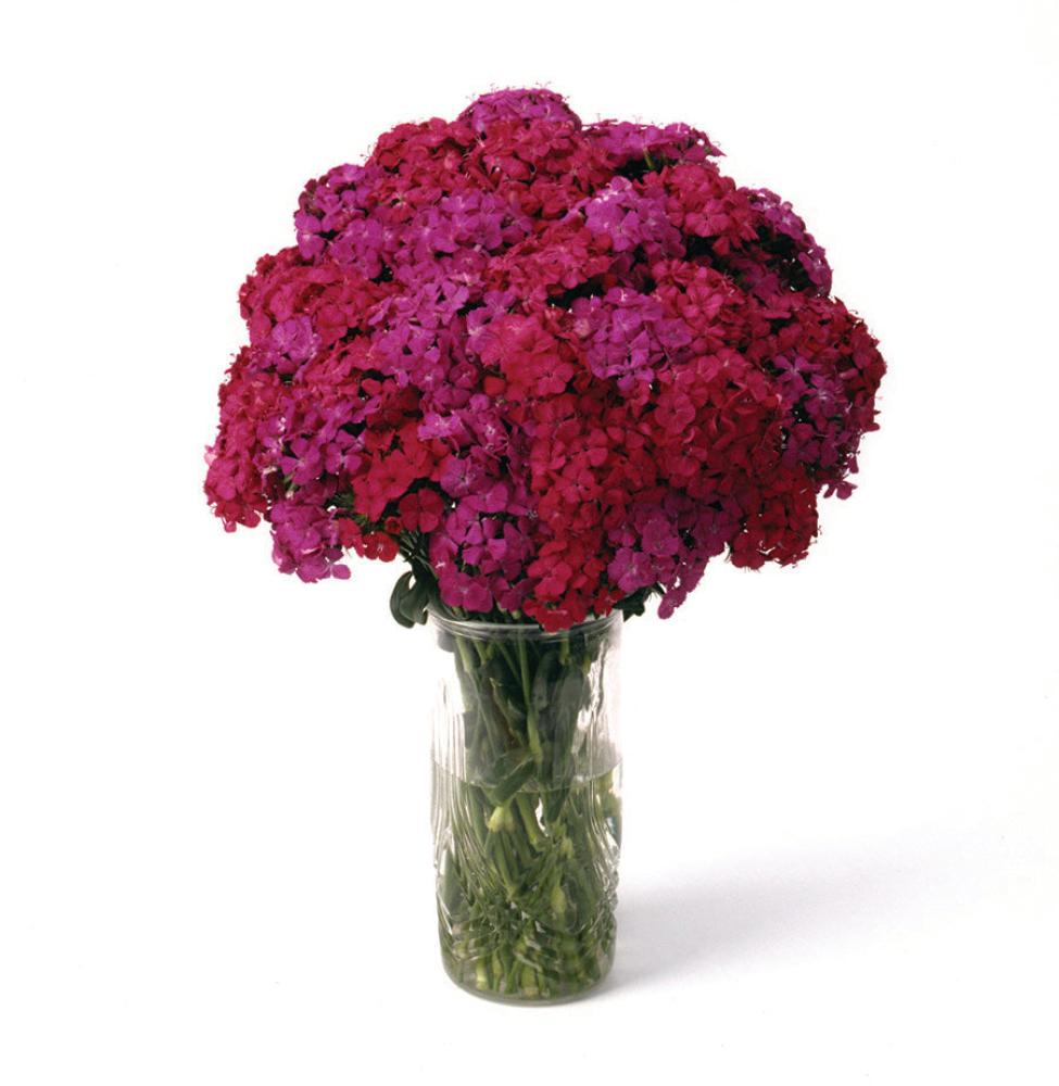 Dianthus, Amazon Neon Duo Packet