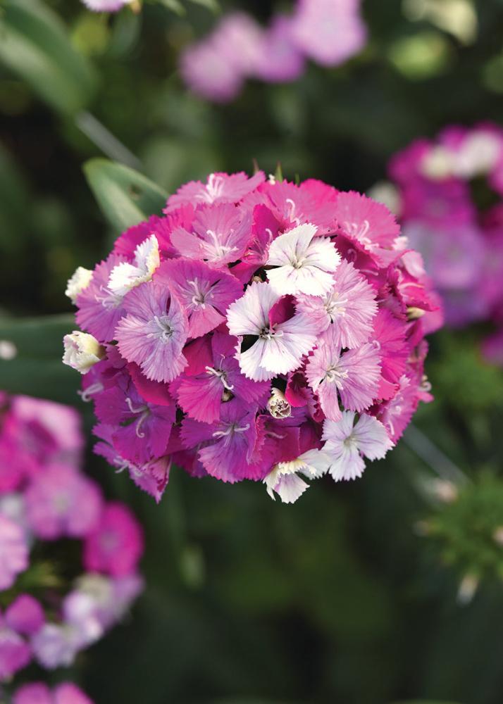 Dianthus, Amazon Lavender Magic Packet