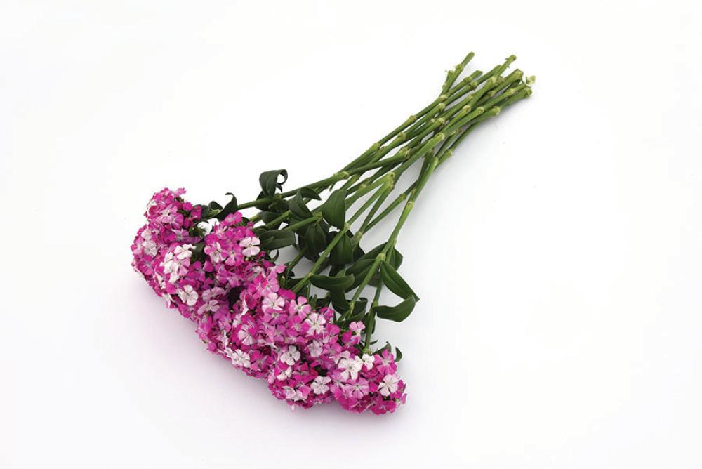 Dianthus, Amazon Lavender Magic Packet