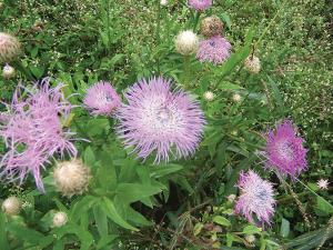 Centaurea, Aloha Rosa Packet