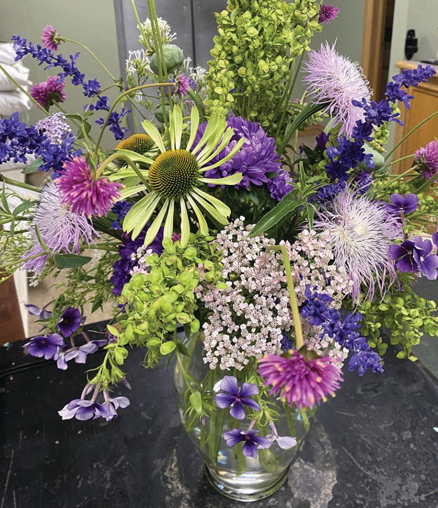 Centaurea, Aloha Rosa Packet